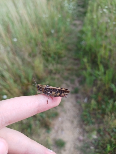 Italian locust