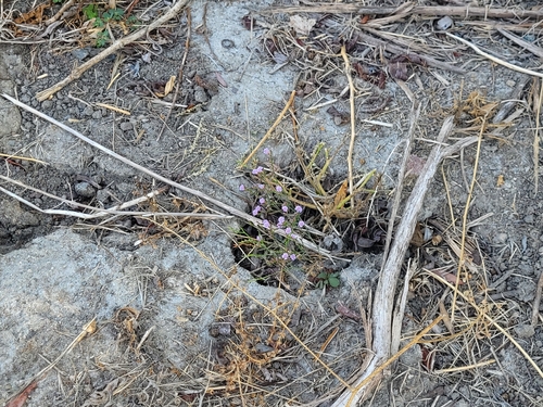 Limonium duriusculum