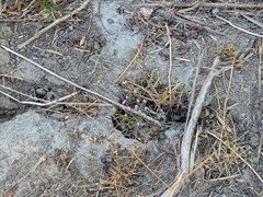 Limonium duriusculum