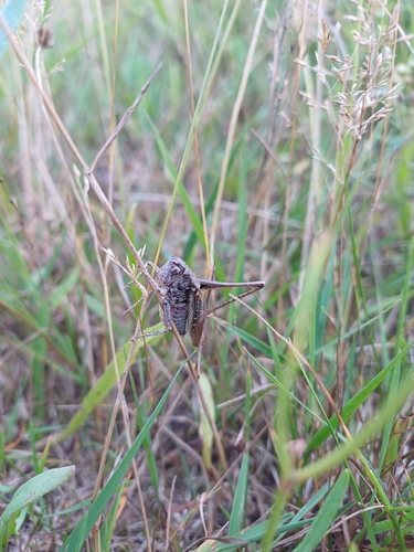 Grey Bush-cricket
