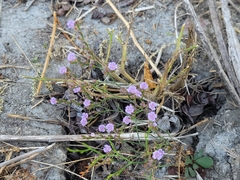 Limonium duriusculum, photograph author not stated, no rights reserved