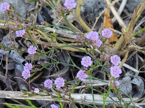 Limonium duriusculum, photograph 2