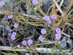 Limonium duriusculum, photograph author not stated, no rights reserved