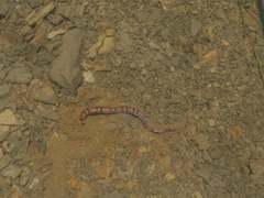 Lampropeltis