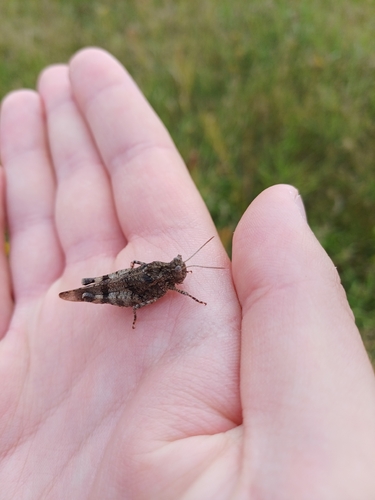 Blue-winged Grasshopper