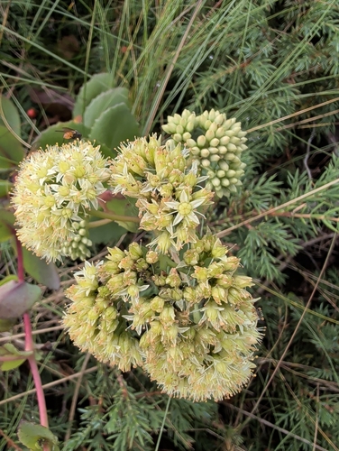 Great Stonecrop