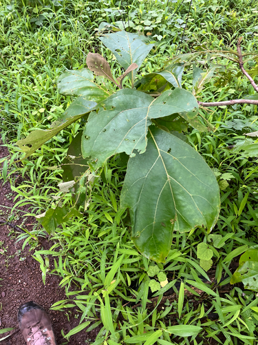 Teak