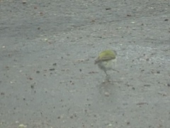 Leiothlypis peregrina