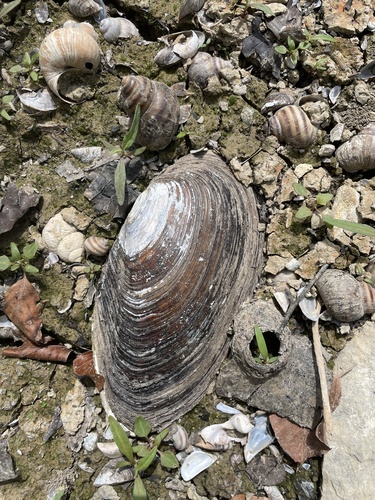 Swan Mussel