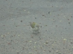 Leiothlypis peregrina