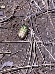 Chrysina adelaida