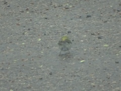 Leiothlypis peregrina