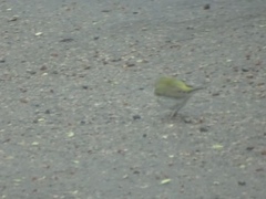 Leiothlypis peregrina