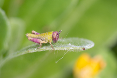 Pezotettix giornae