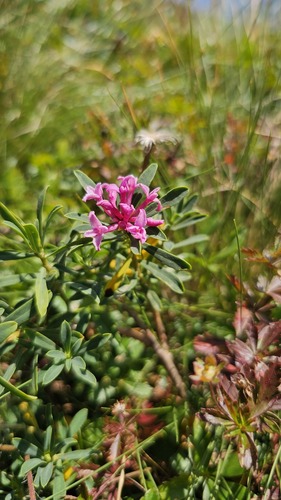 Daphne striata, photograph 3