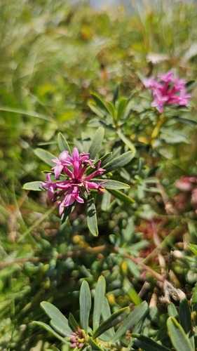 Daphne striata, photograph 2