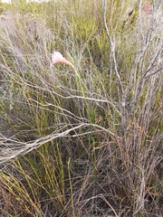 Gladiolus meridionalis