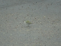 Leiothlypis peregrina