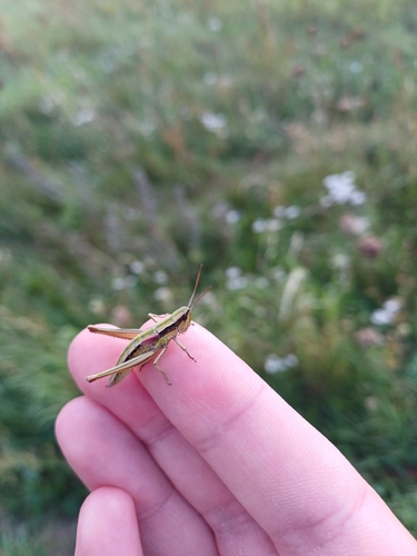 Small Gold Grasshopper