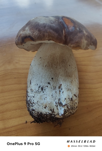 King Bolete