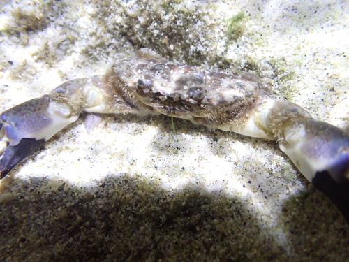 Leptodius sanguineus observed 2026-08-20