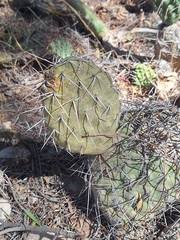 (c) Rocío Esmeralda Pose, some rights reserved (CC BY) Opuntia sulphurea, photograph (c) Rocío Esmeralda Pose, some rights reserved (CC BY)