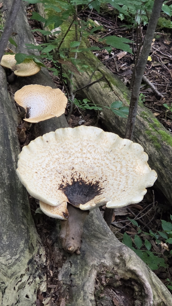 Dryad's Saddle · August 2026 · photo: Photo: (c) Carter Ertel, some rights reserved (CC BY) · iNaturalist