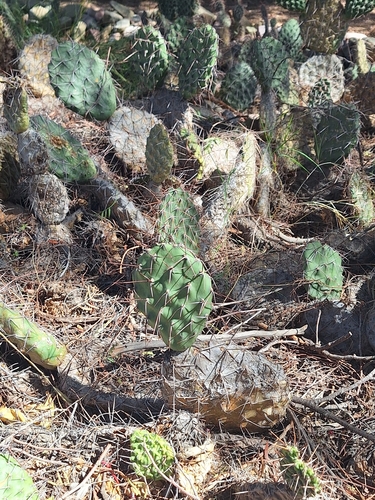Opuntia sulphurea, photograph 5