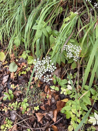 Pimpinella major