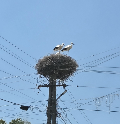White Stork