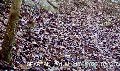iNaturalist image