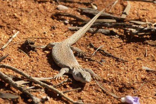 Stripe-tailed Monitor