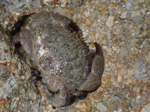 Leptodius sanguineus observed 2026-08-20