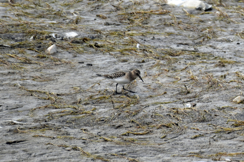 Baird's Sandpiper