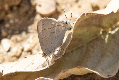 Purple-brown Hairstreak