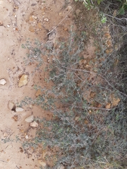 Indigofera praetermissa