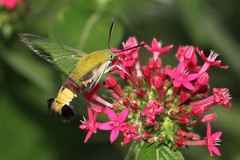 Cephonodes hylas virescens