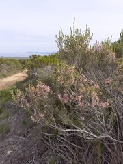 Erica irregularis