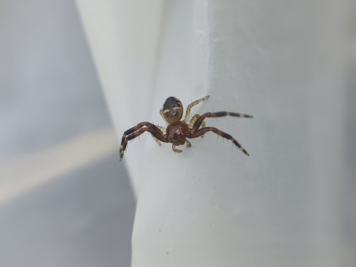 Napoleon Spider