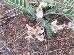 Astragalus parryi