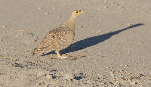 Arid Double-banded Sandgrouse