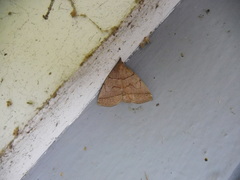 Zanclognatha obscuripennis