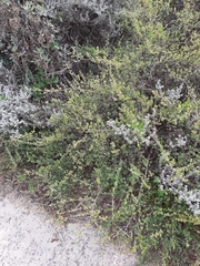 Cliffortia anthospermoides