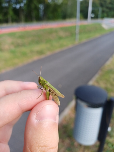 Steppe Grasshopper
