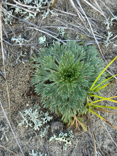 Chamaerhodos erecta, photograph 6