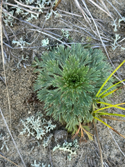 Chamaerhodos erecta, photograph author not stated, no rights reserved