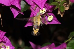 Cephonodes hylas virescens