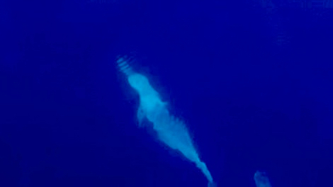 Grampus griseus