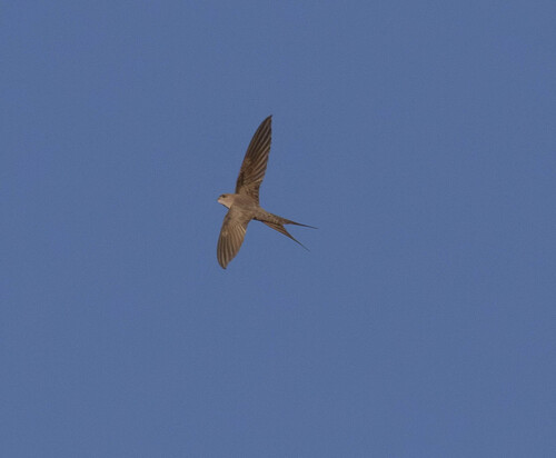Cypsiurus parvus hyphaenes