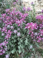 Teucrium polium